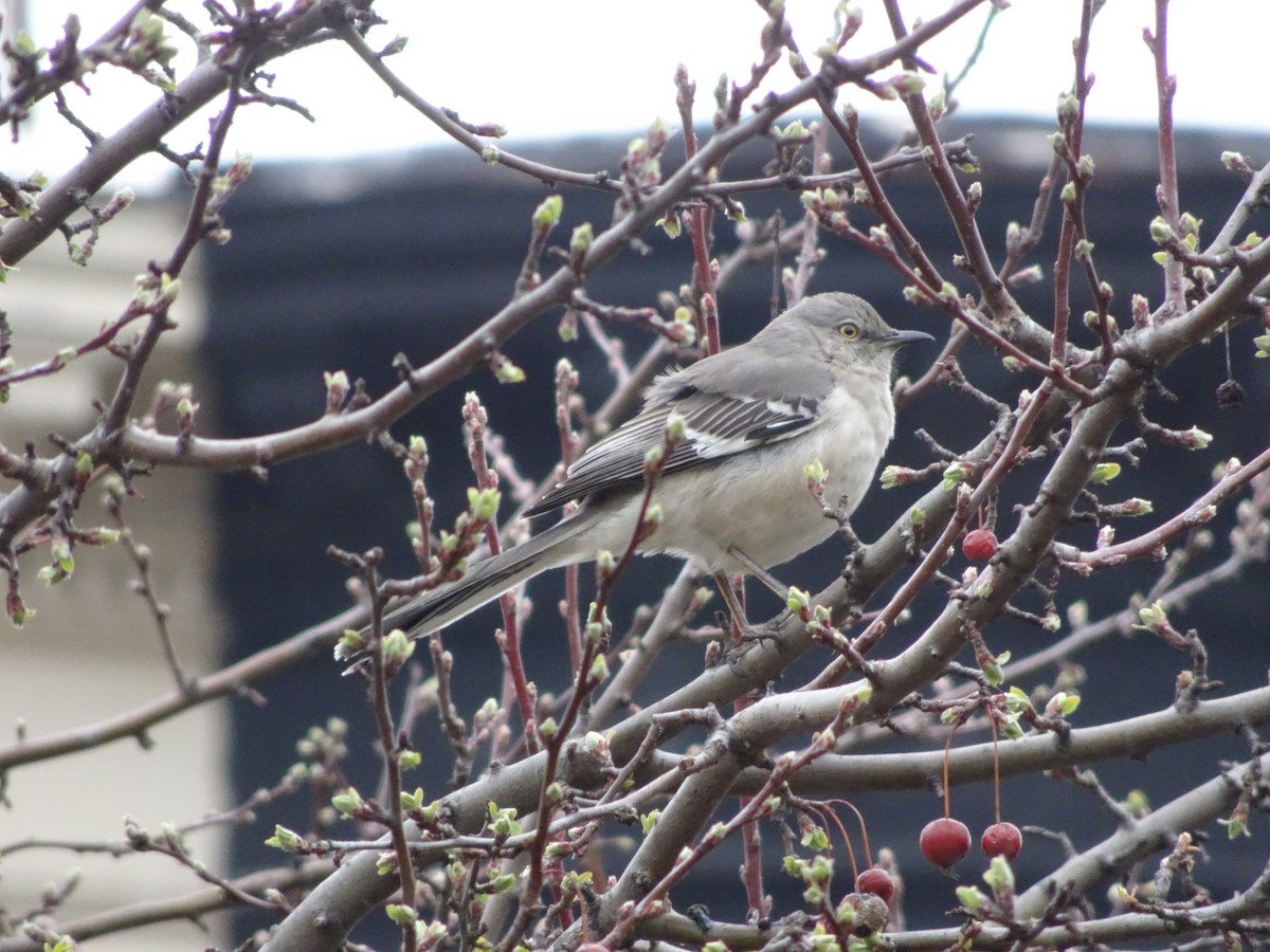 Northern Mockingbird - ML91795001