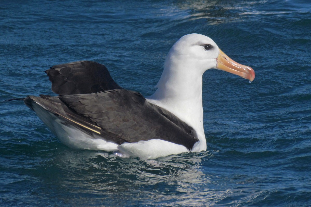 Black-browed Albatross - ML91795131