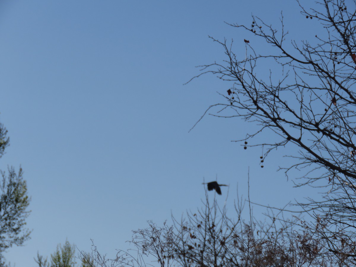 Great Blue Heron - ML91795151
