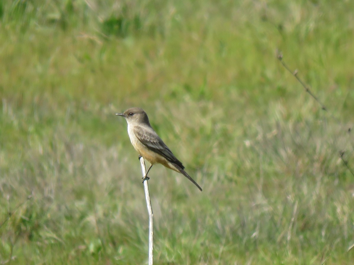 Say's Phoebe - ML91795161