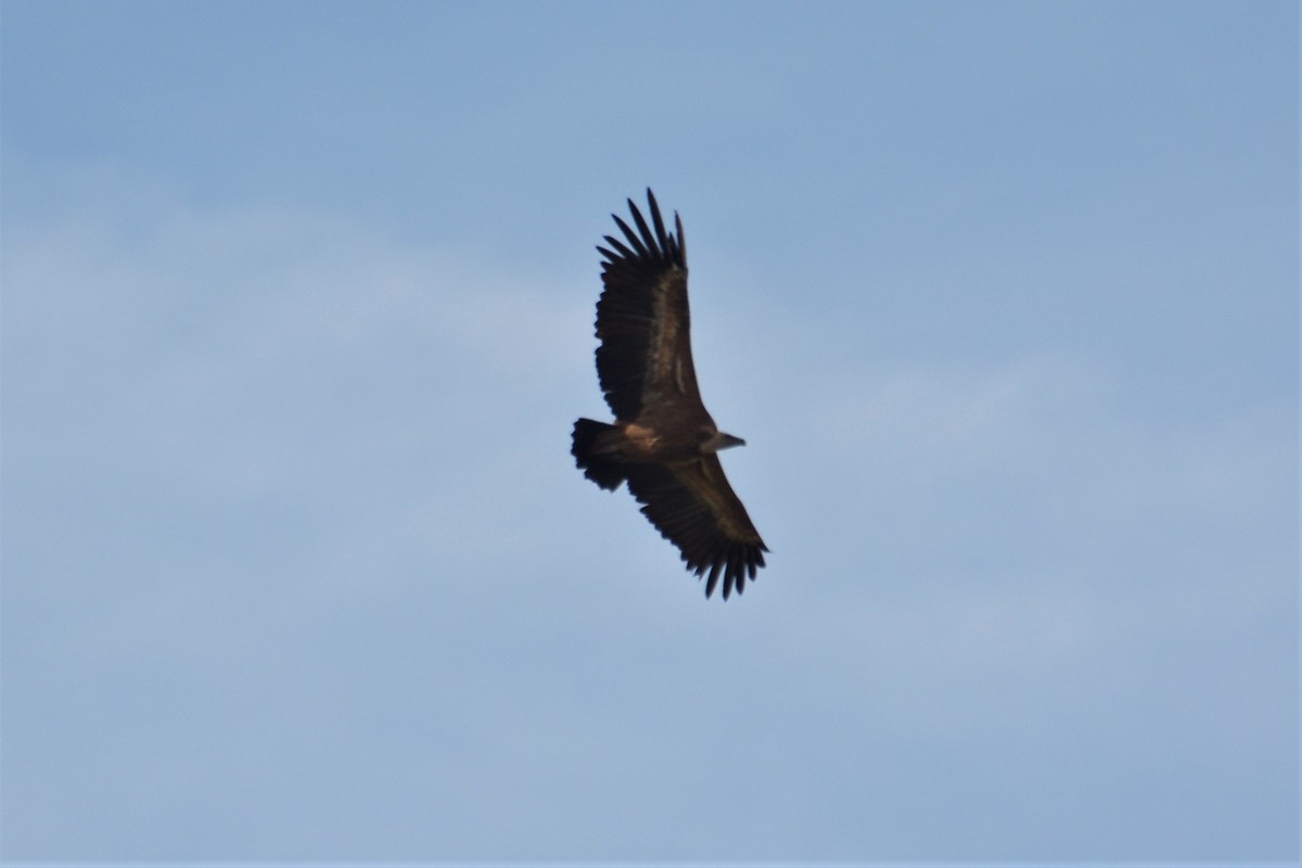 Eurasian Griffon - Jorge  Safara