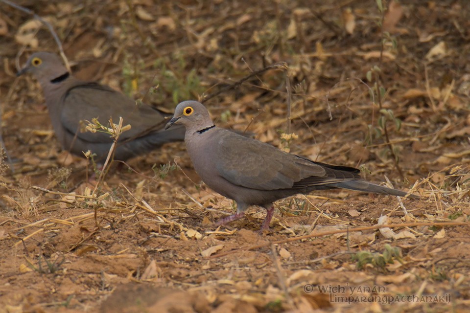 Burmese Collared-Dove - ML91796431