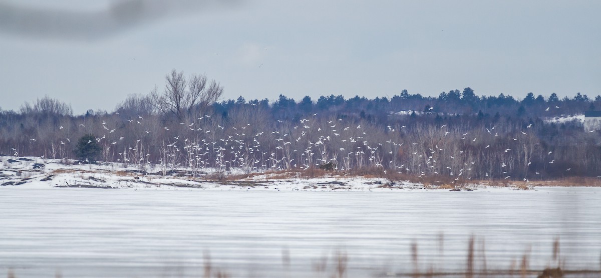 Ring-billed Gull - ML91797561