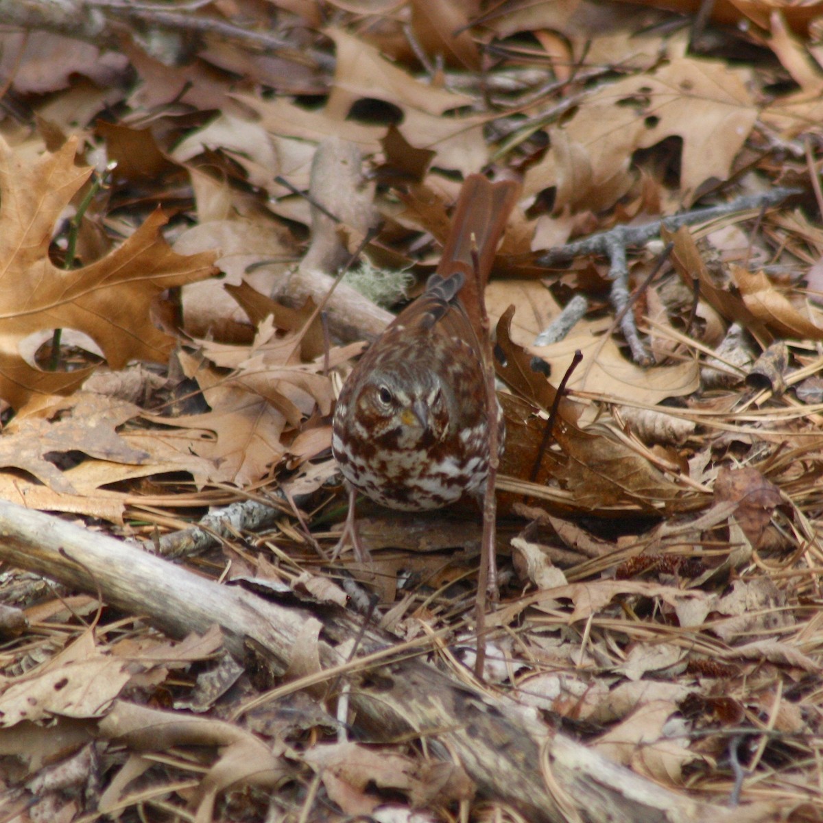 Fox Sparrow (Red) - Nancy Villone