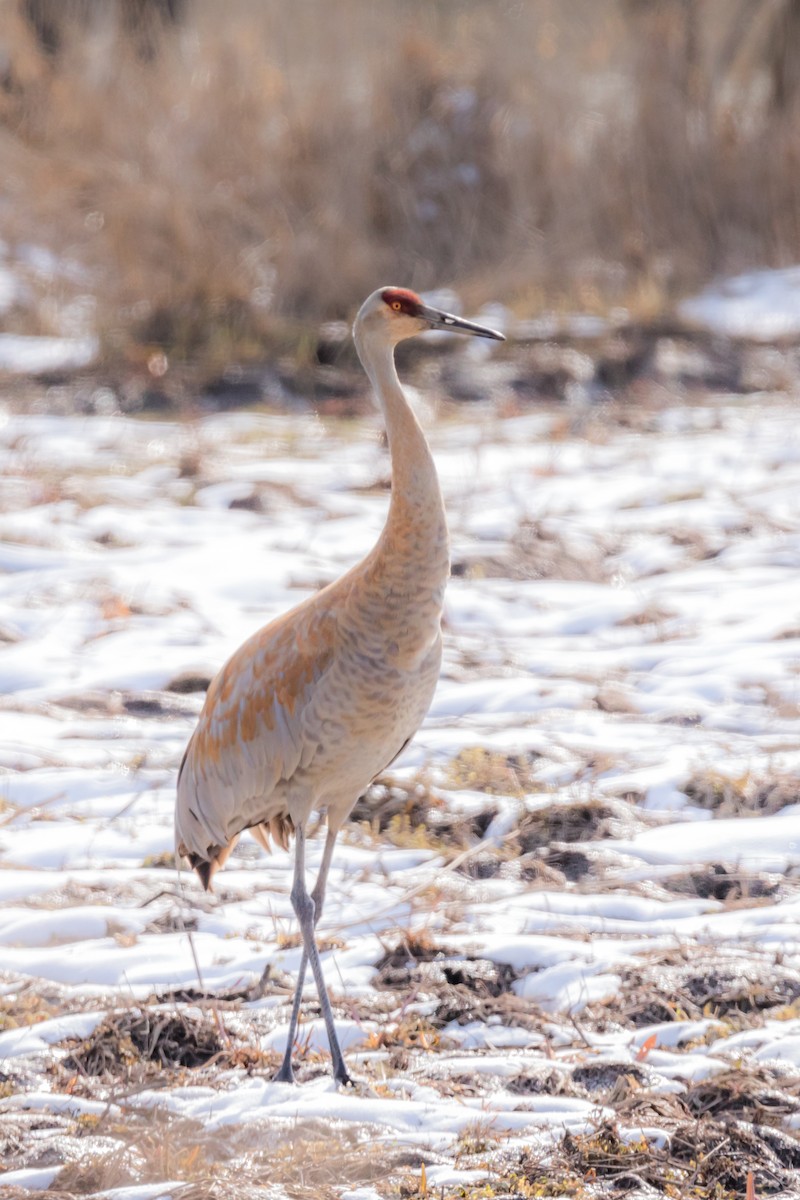 Sandhill Crane - Brad Imhoff