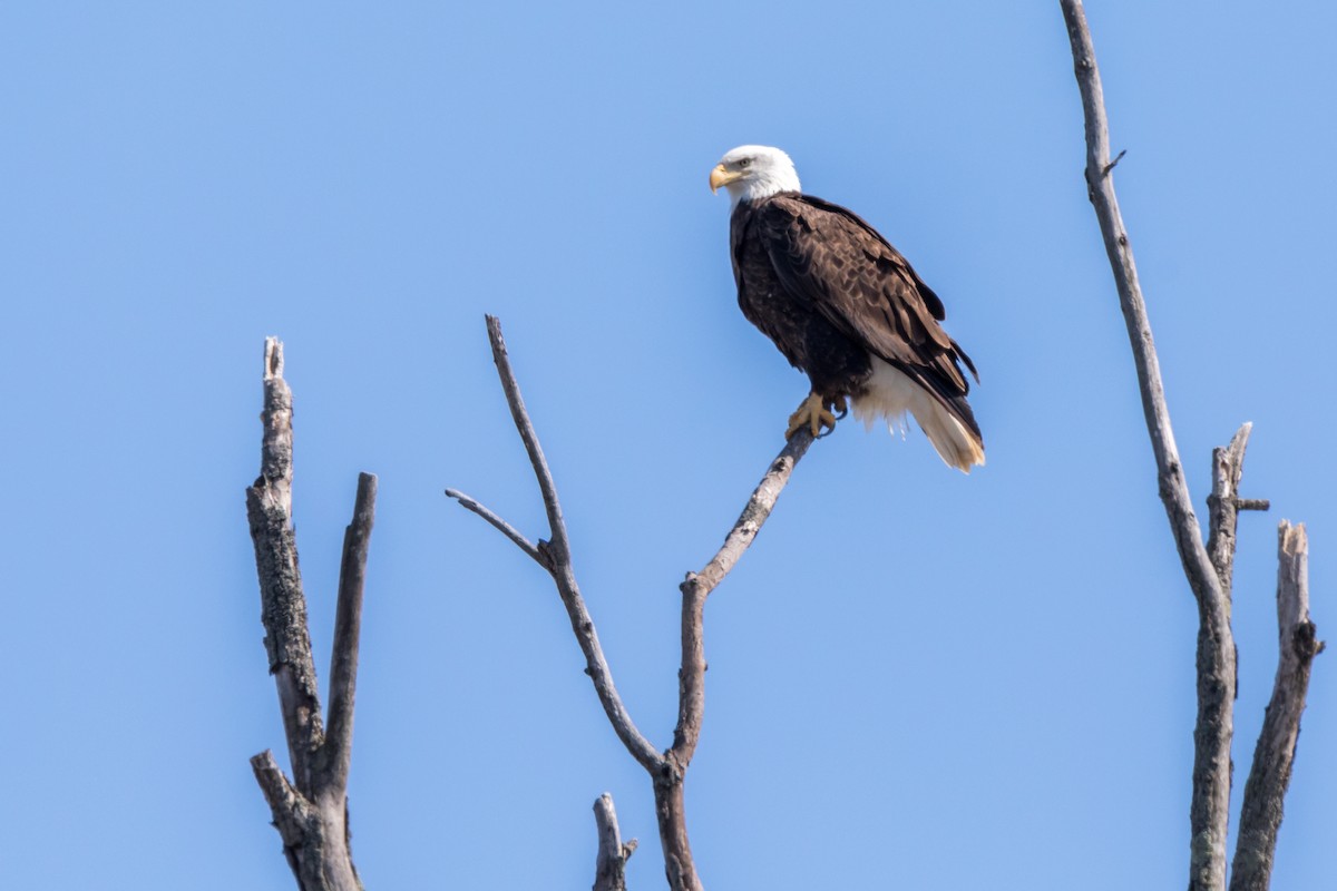 Bald Eagle - Brad Imhoff