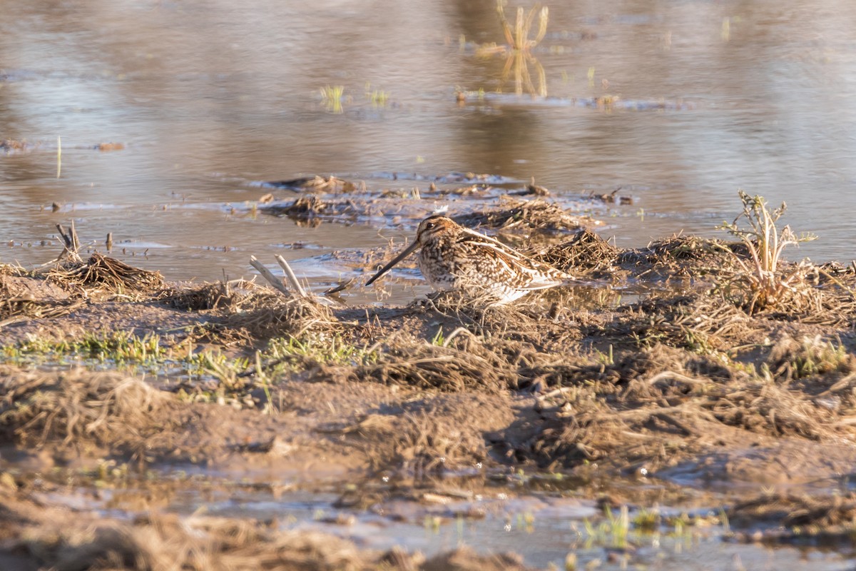 Wilson's Snipe - Brad Imhoff