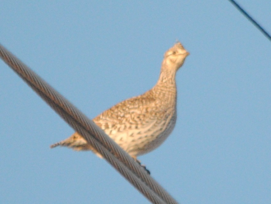 Sharp-tailed Grouse - ML91802301