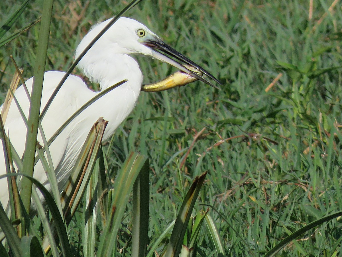 Little Egret - ML91804801