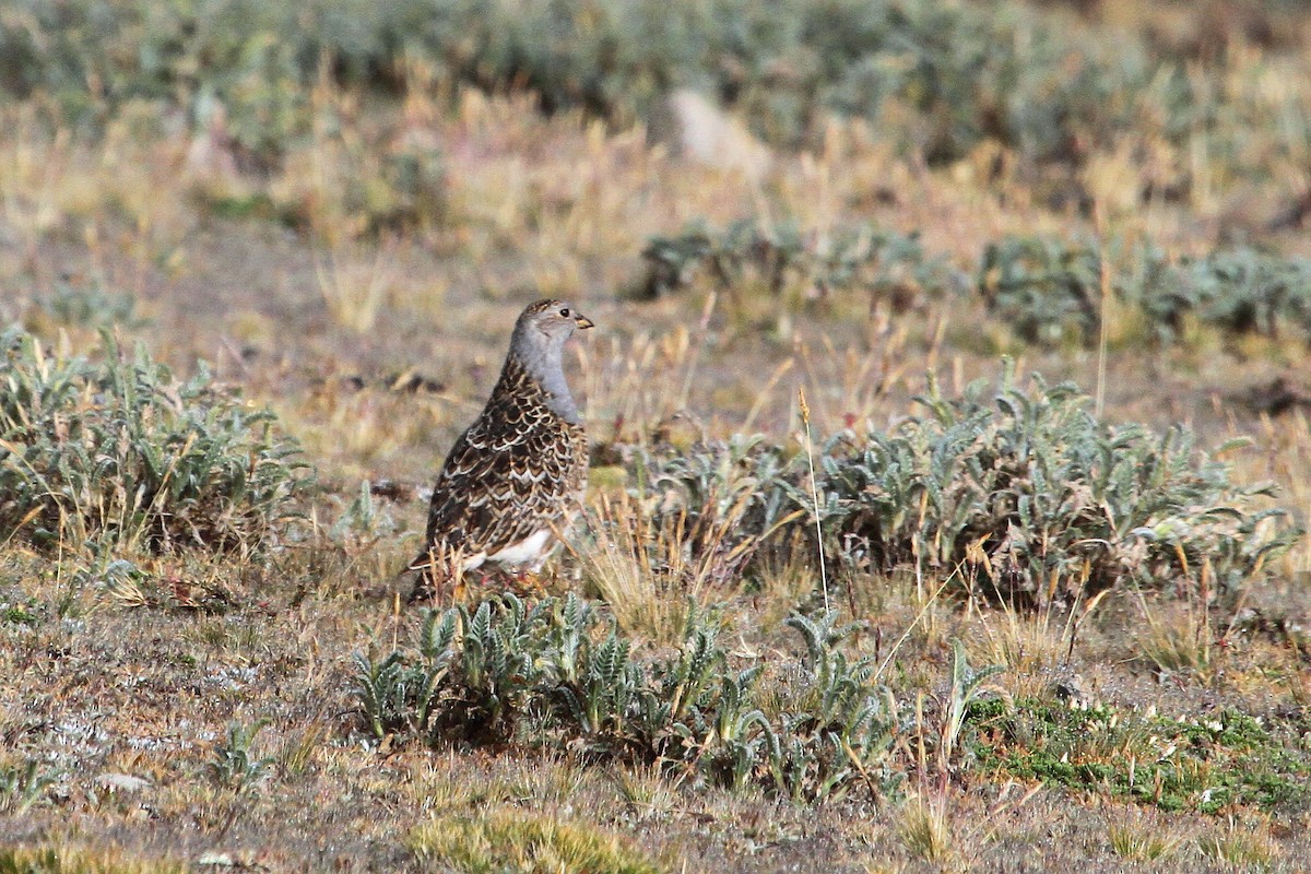 Gray-breasted Seedsnipe - Stephen Gast