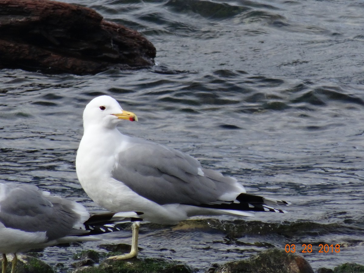 Goéland de Californie - ML91805141