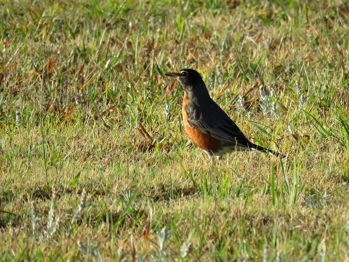 American Robin - ML91806951