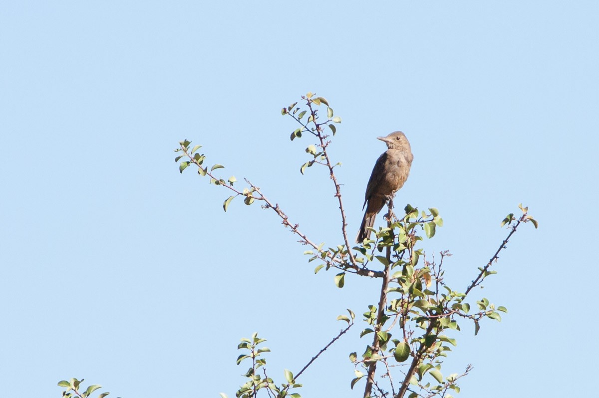 Great Shrike-Tyrant - ML91807581