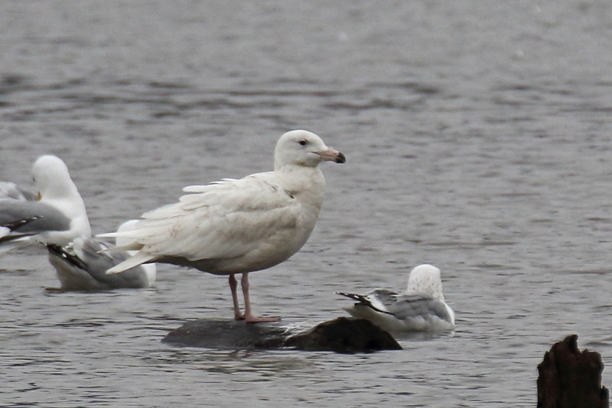 Glaucous Gull - Joe Wing