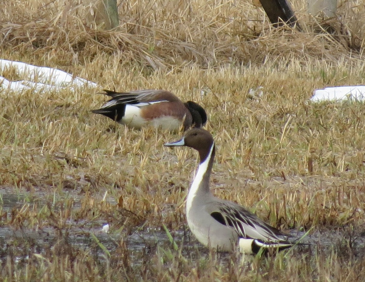 Northern Pintail - ML91809281