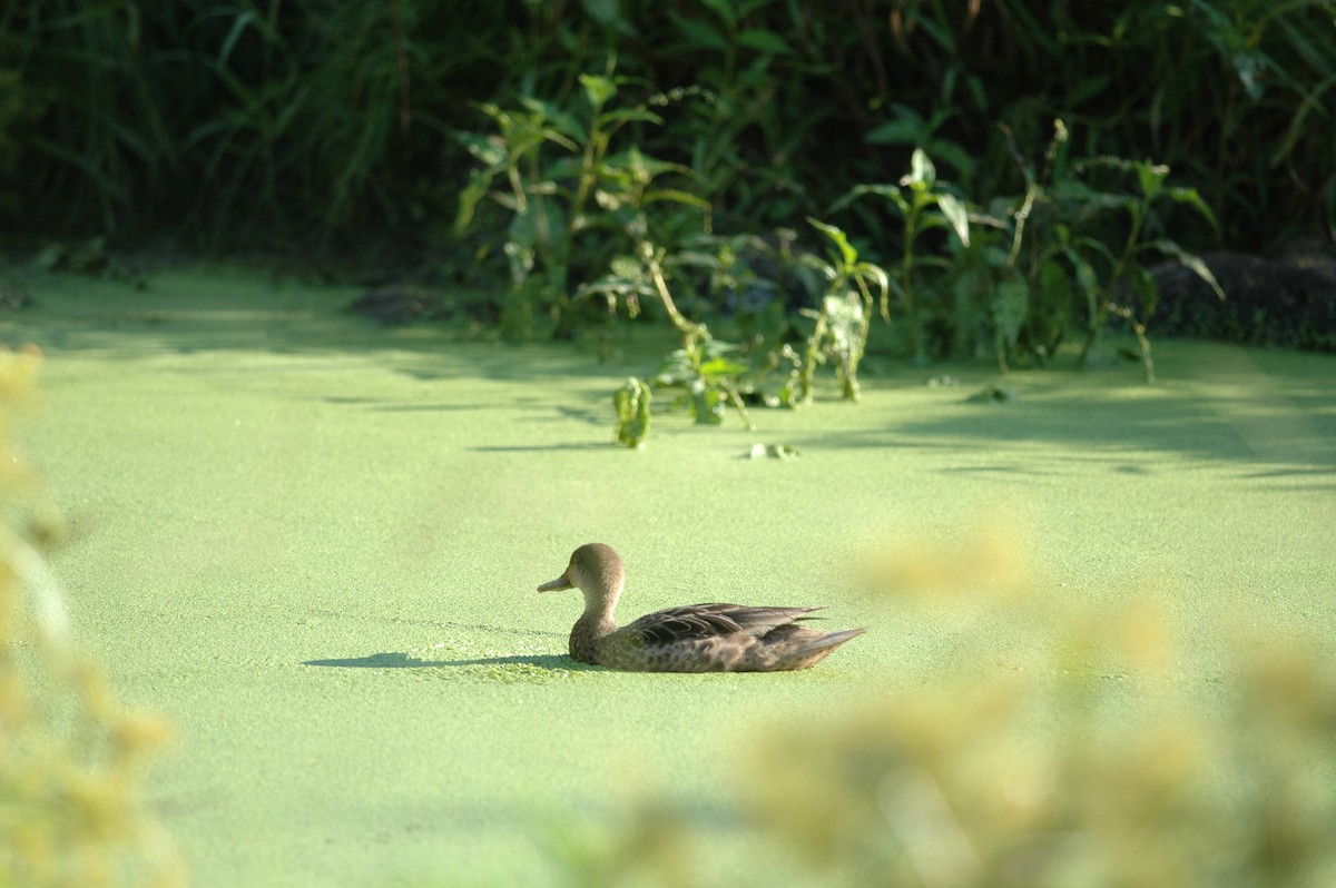 White-cheeked Pintail - Andrew Dobson