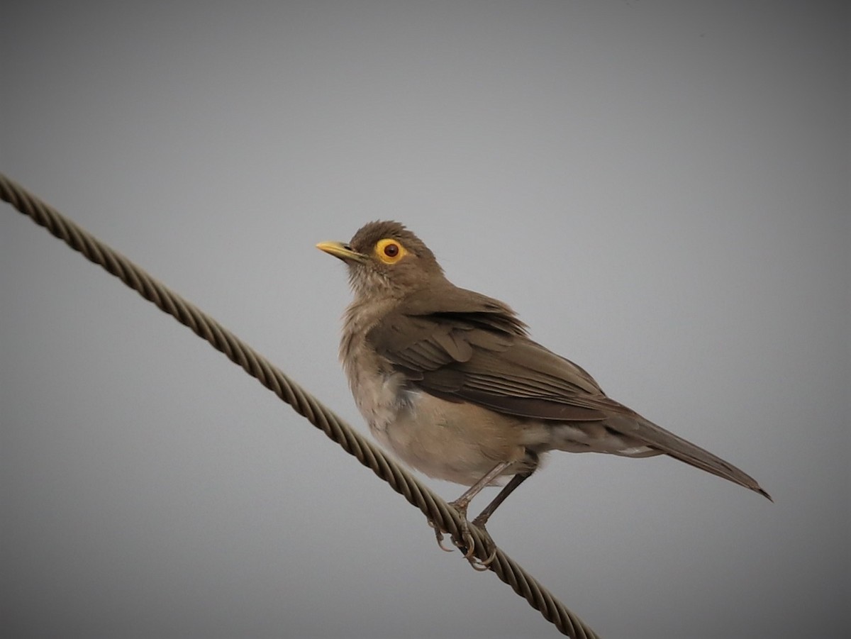 Spectacled Thrush - Anthony Levesque