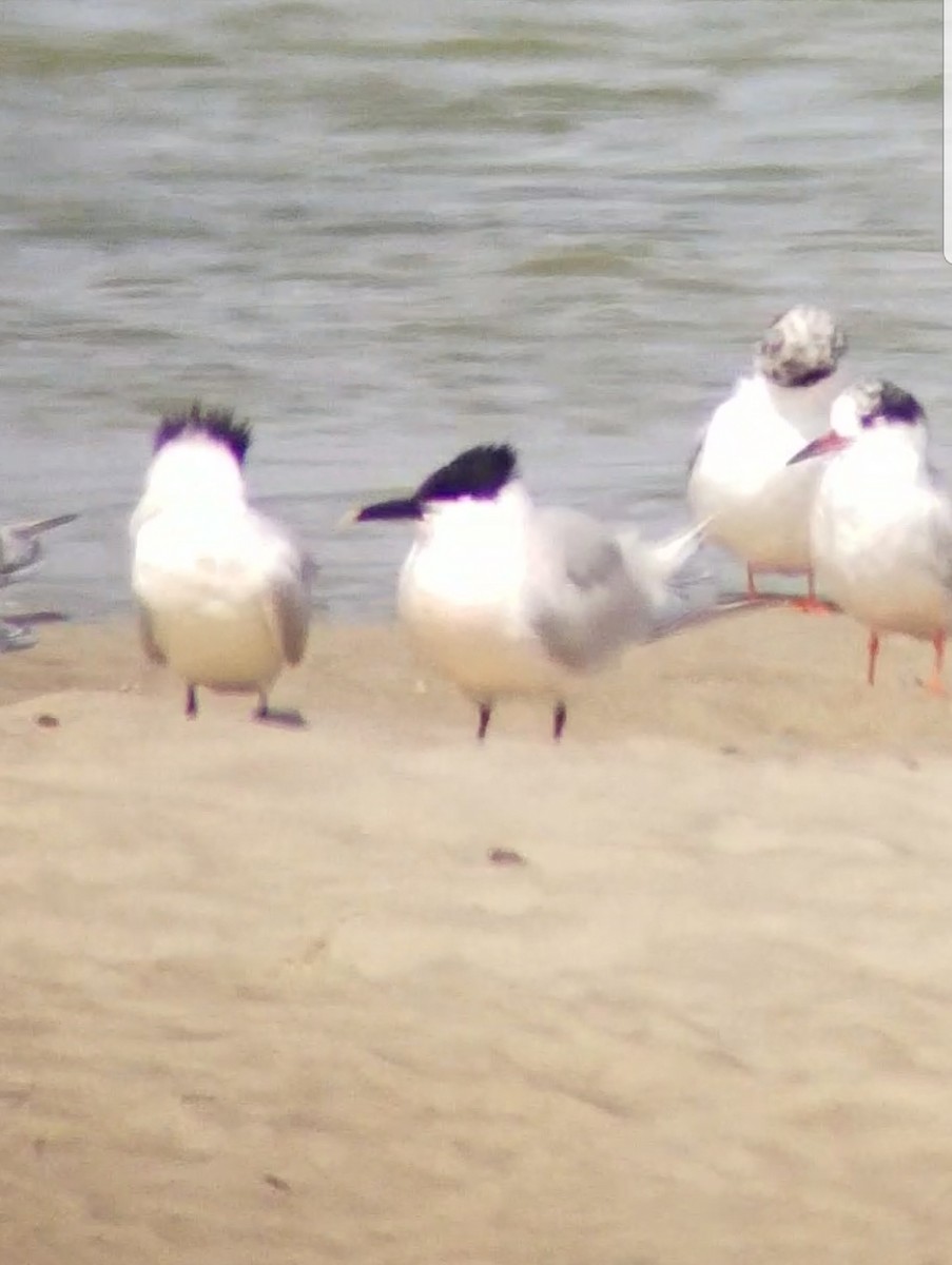 Sandwich Tern - ML91811731