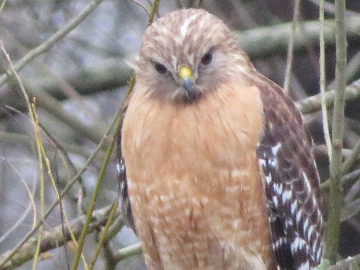 Red-shouldered Hawk - ML91812451