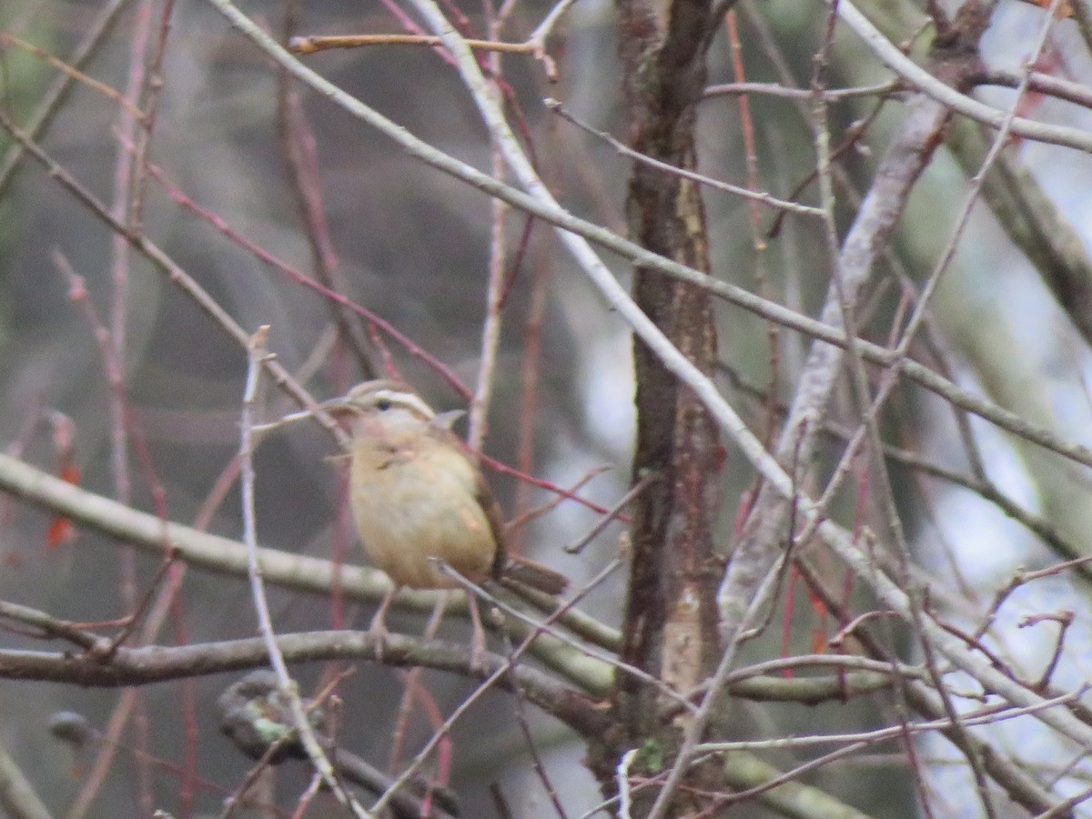 Carolina Wren - ML91813221