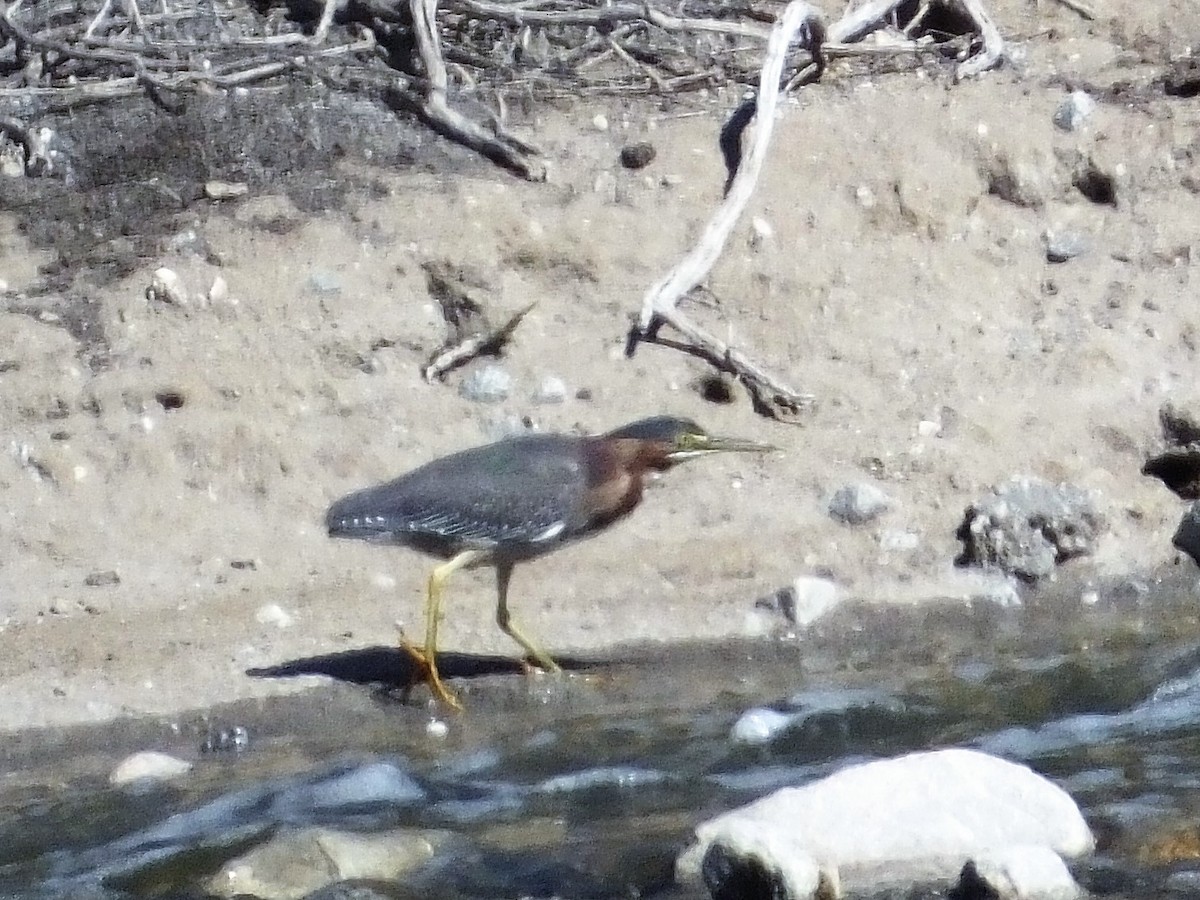 Green Heron - ML91814321