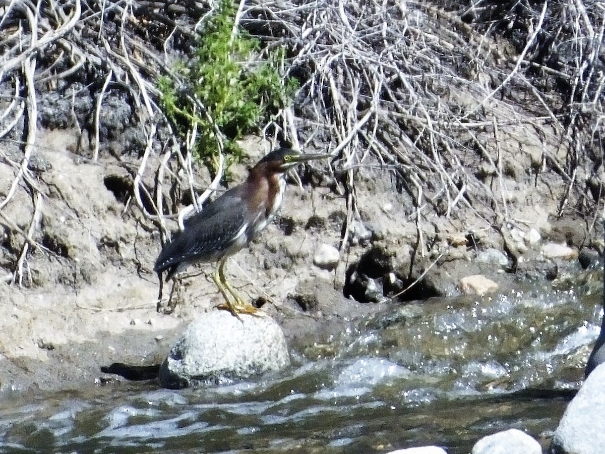 Green Heron - ML91814431