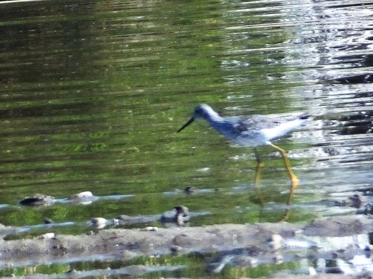 Greater Yellowlegs - ML91815211