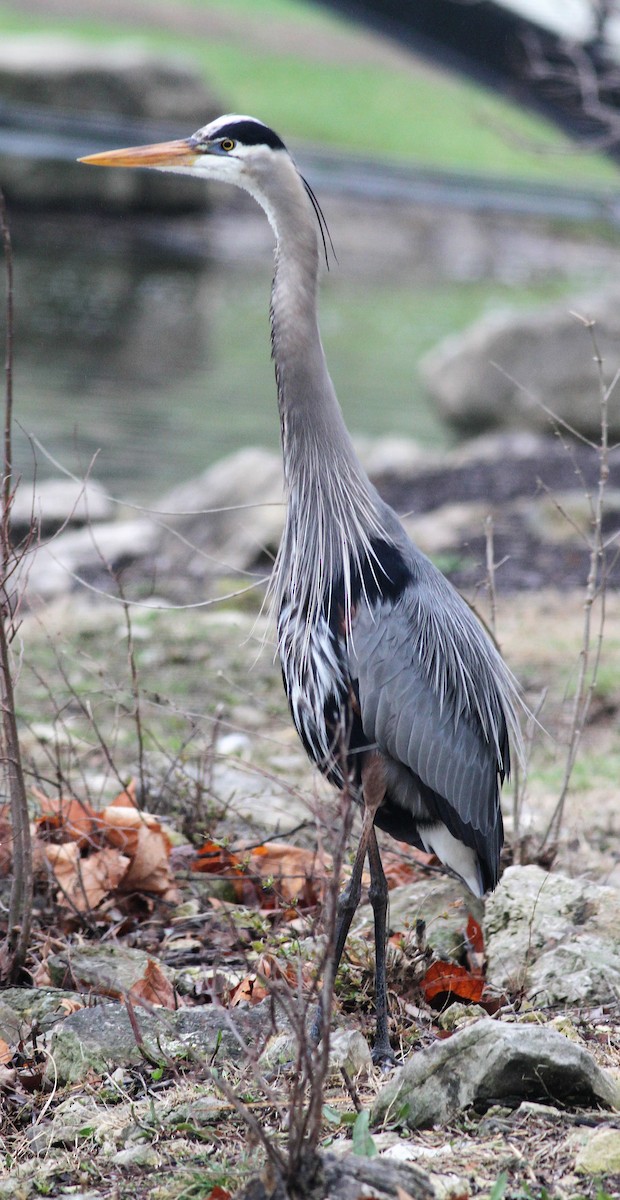 Great Blue Heron - Becky Lutz