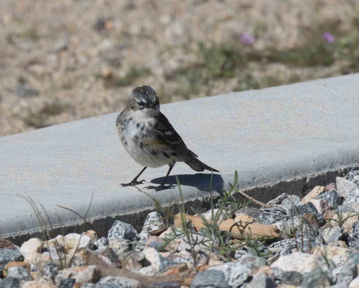 lesňáček žlutoskvrnný (ssp. coronata) - ML91819141