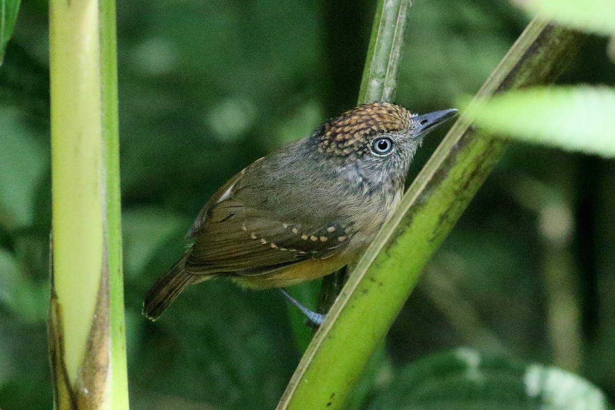 Spot-crowned Antvireo - ML91820501