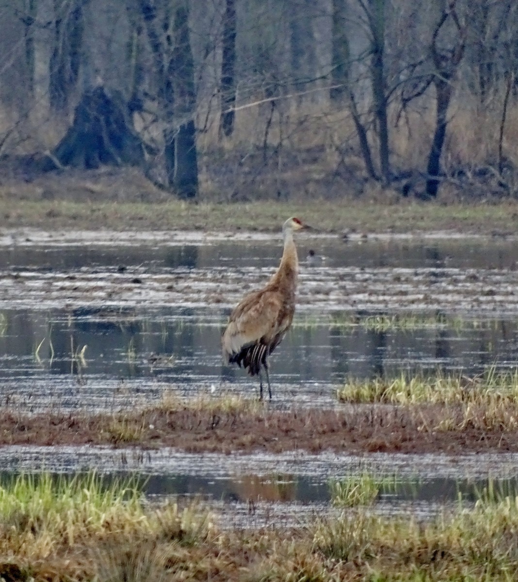 Sandhill Crane - ML91820511