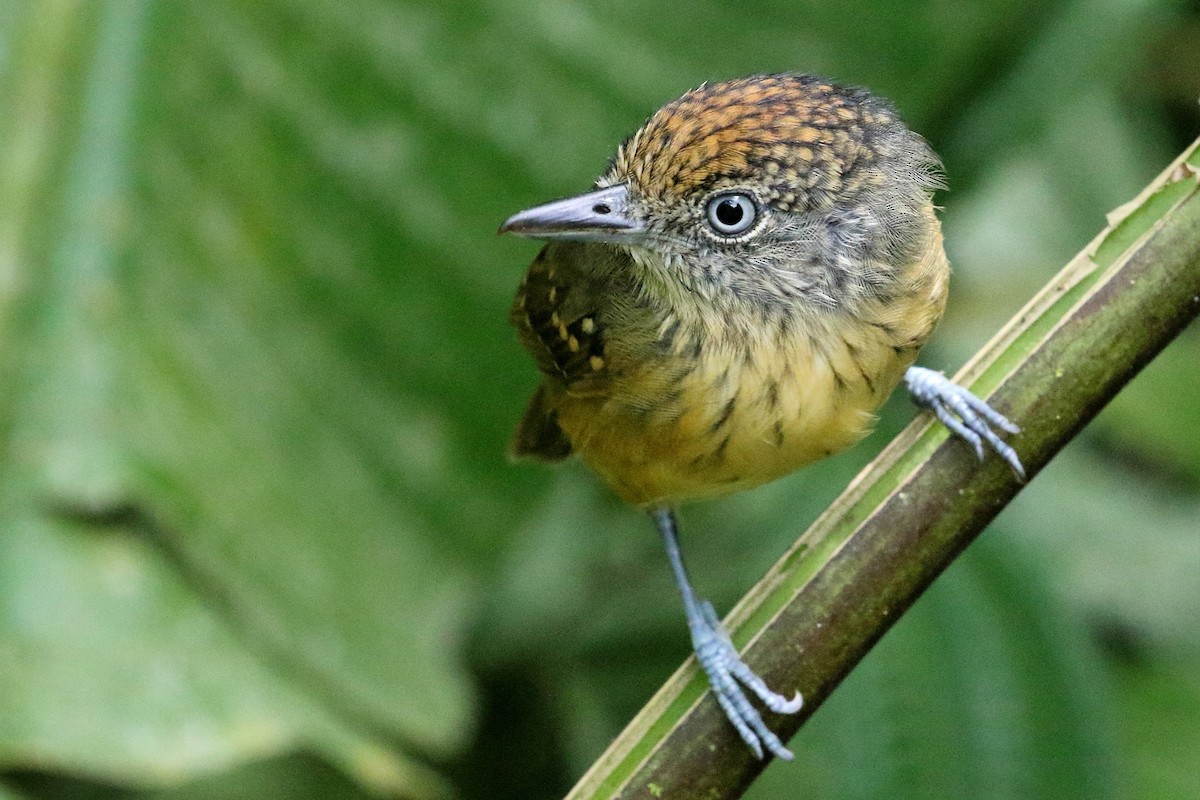 Spot-crowned Antvireo - ML91820761