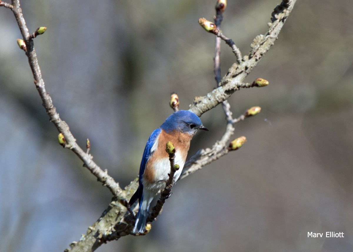 Eastern Bluebird - Marvin Elliott