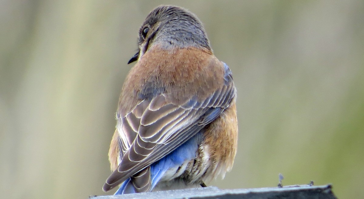Western Bluebird - ML91826091