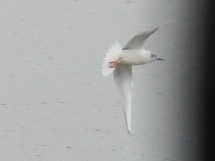 Bonaparte's Gull - Kathy Calvert