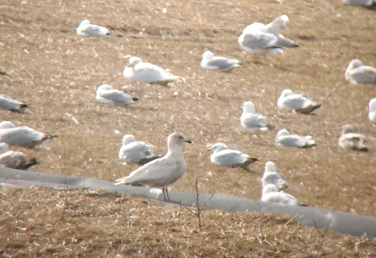 Iceland Gull (kumlieni) - ML91828021