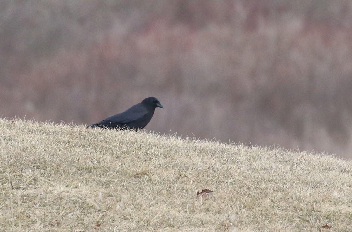 American Crow - ML91828801