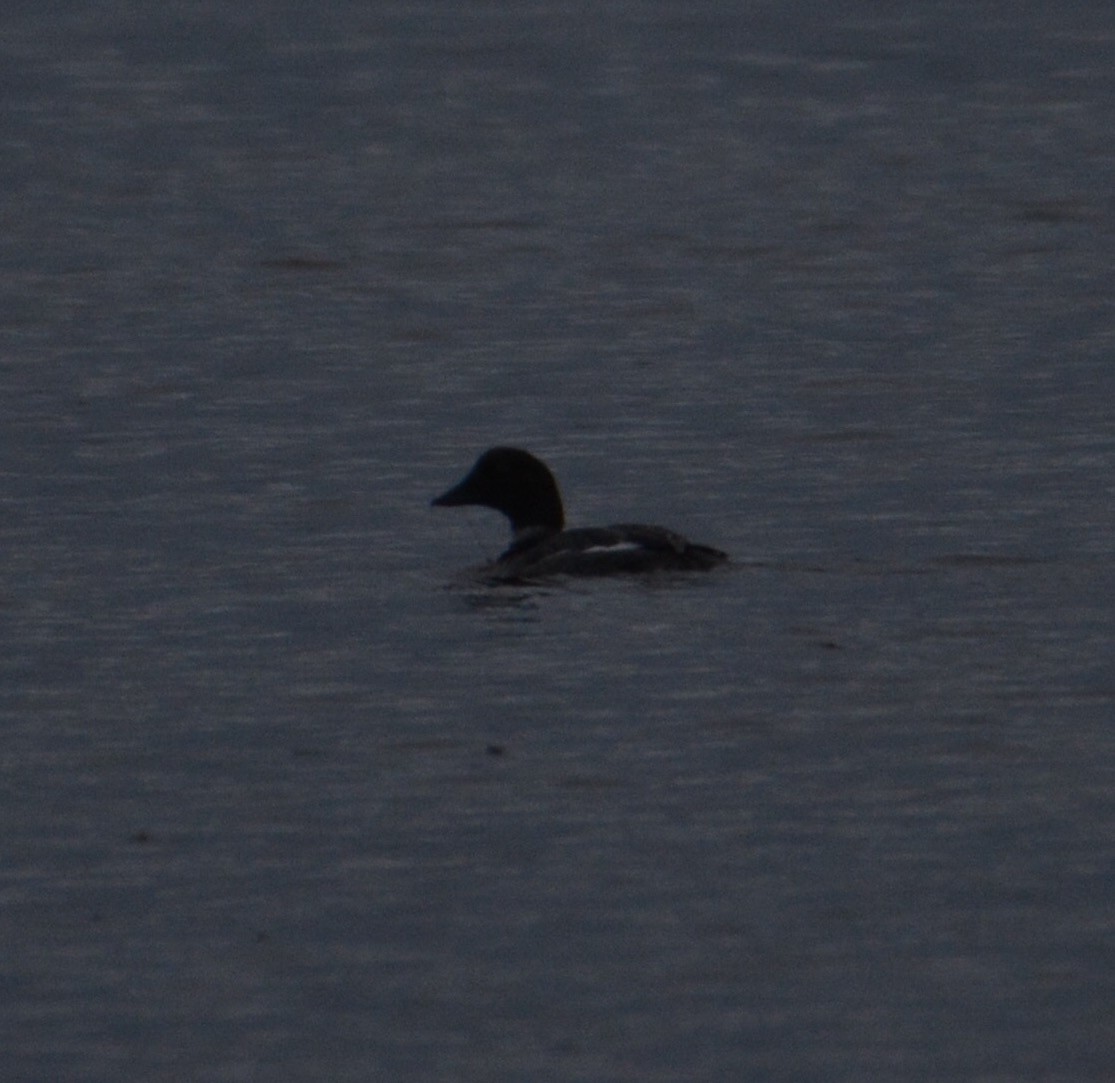 Common Goldeneye - Tom Considine