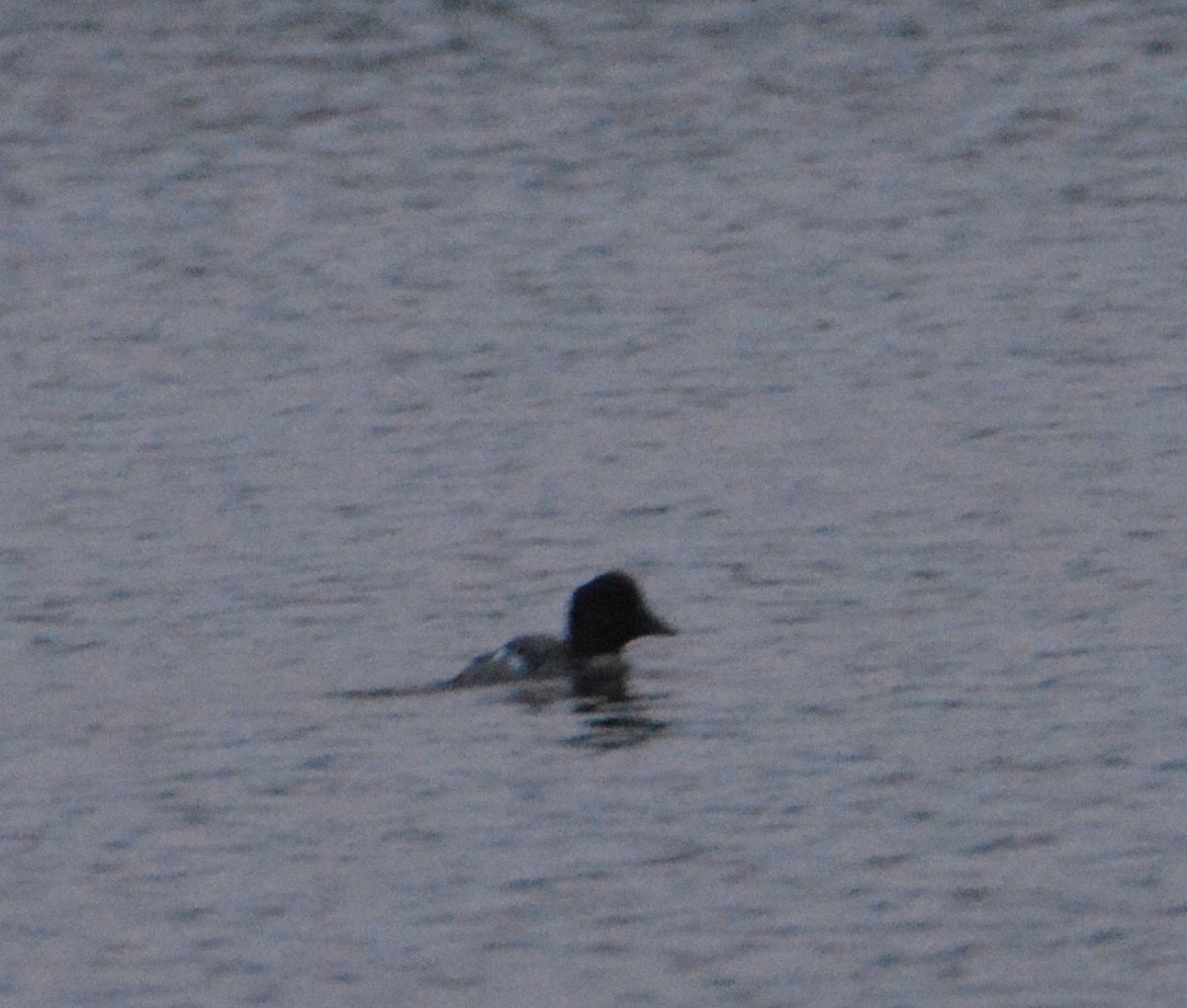 Common Goldeneye - Tom Considine