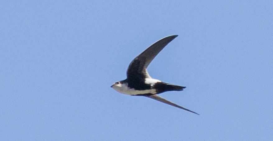 White-throated Swift - ML91829831