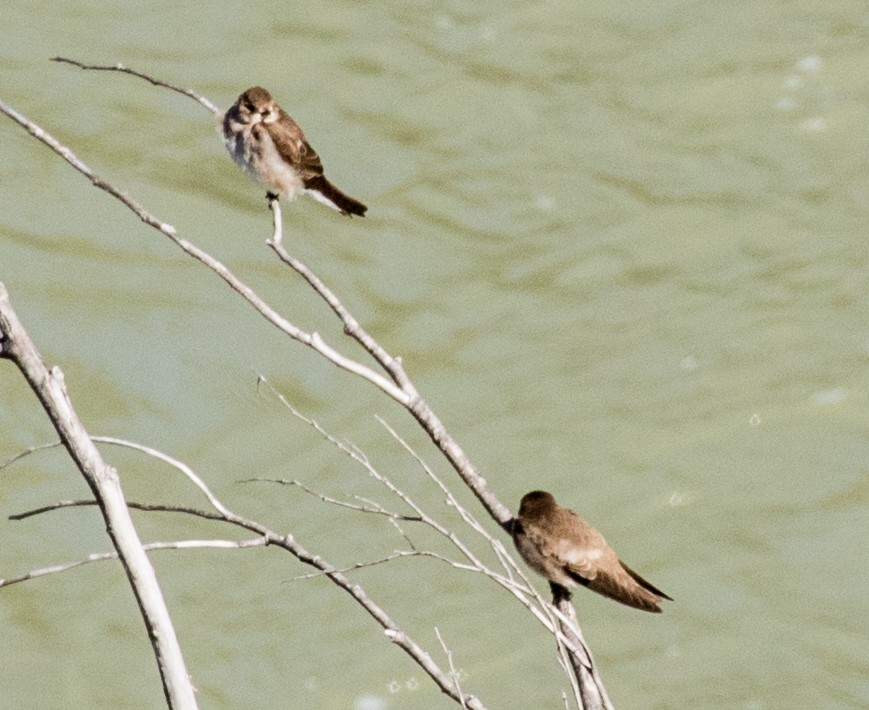 Northern Rough-winged Swallow - ML91829941