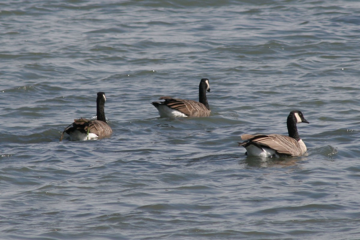 Canada Goose - Janet Rathjen