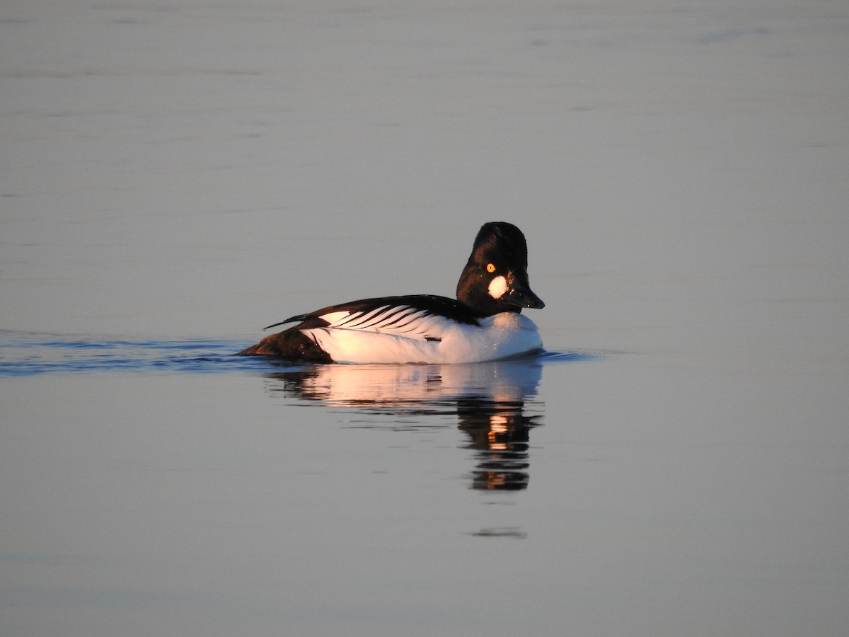 Common Goldeneye - ML91834381