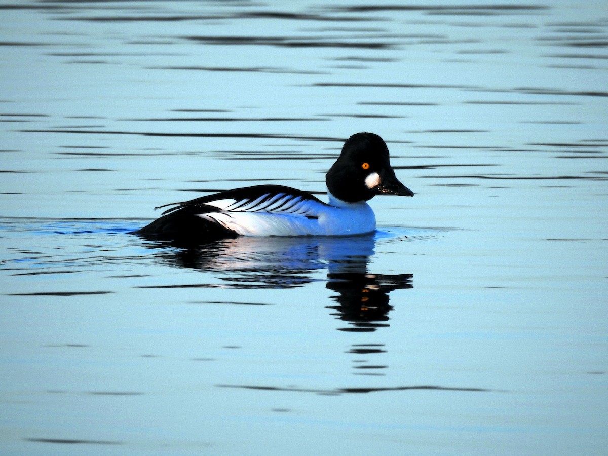 Common Goldeneye - ML91834421