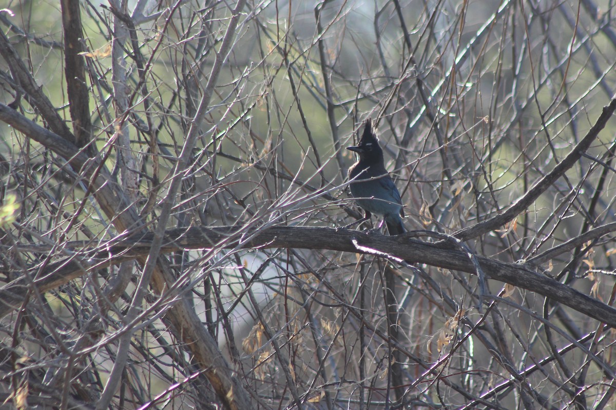 Steller's Jay - ML91835261