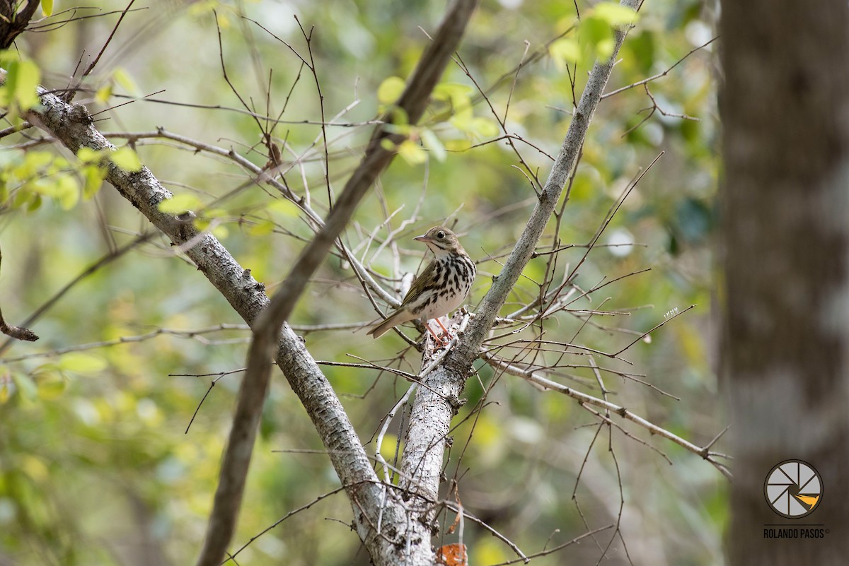 Ovenbird - ML91836111