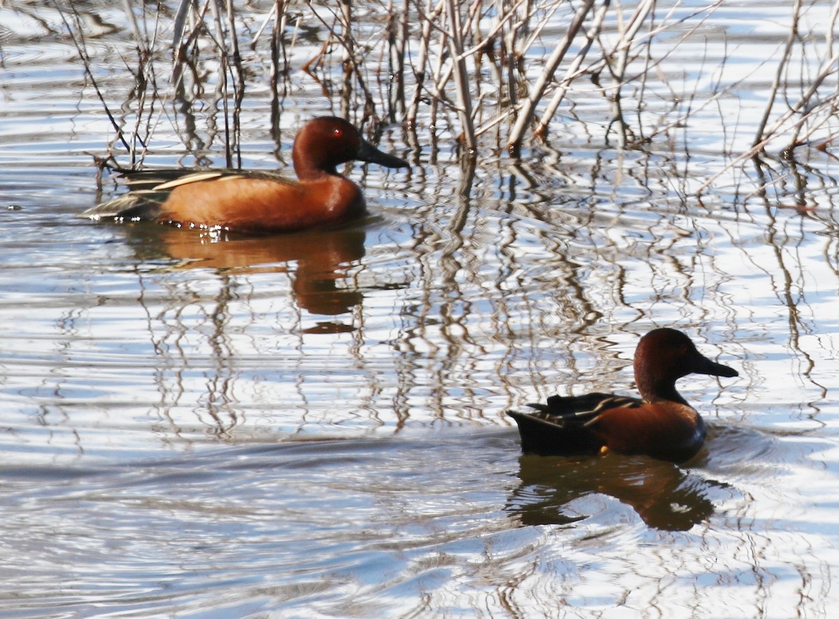 Cinnamon Teal - ML91837551