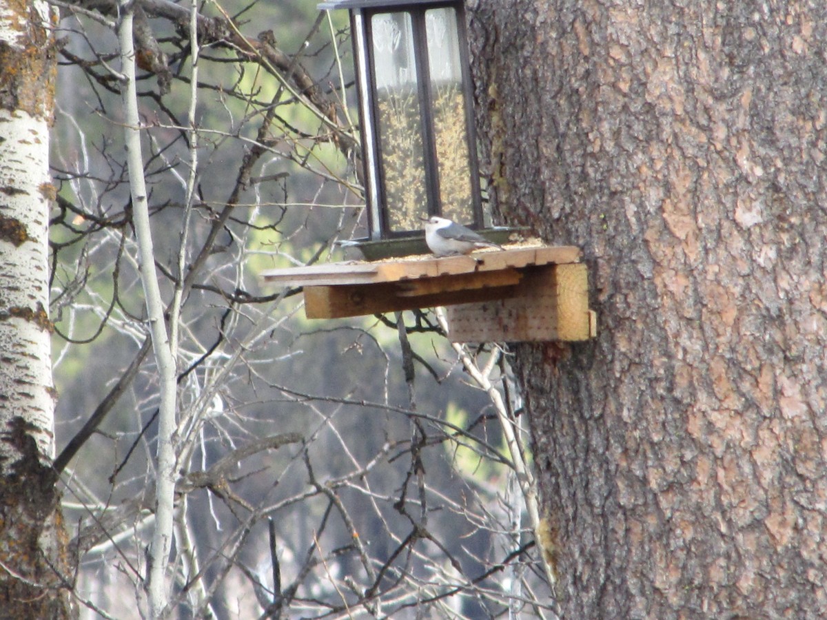 White-breasted Nuthatch - ML91839271