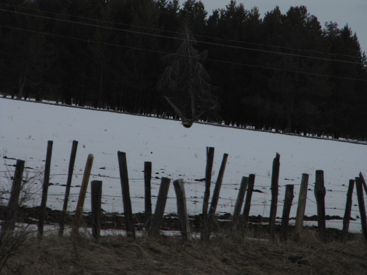 Red-tailed Hawk (Harlan's) - ML91839361