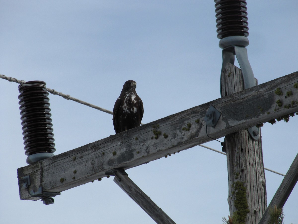 Red-tailed Hawk (Harlan's) - Carl Lundblad